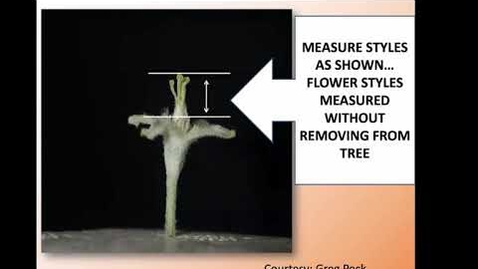 Thumbnail for entry The pollen tube growth model, new thinning strategies, and PGRs