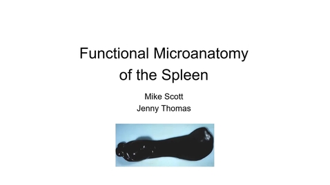 Thumbnail for entry VM 523-Functional Microanatomy of the Spleen