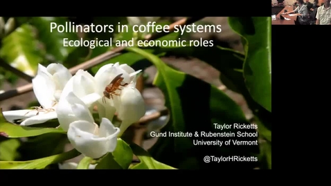 Thumbnail for entry Pollinators in coffee systems Ecological and economic roles