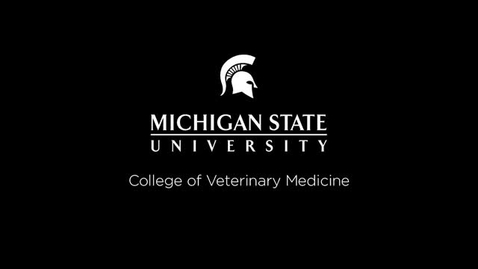 Thumbnail for Equine abdominocentesis
