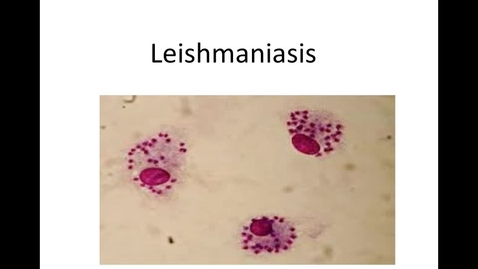 Thumbnail for WEEK-SIX-HM-881-PATHOG-LEISHMANIASIS