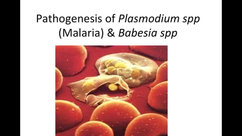 Thumbnail for entry Pathogenesis-of-Malaria-Babesia-Week-5-HM-881
