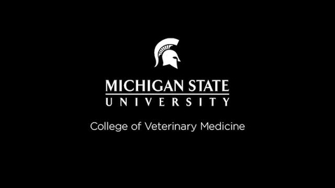 Thumbnail for entry VM 520-Upper Airway Exam Endoscopy of the dog -Stanley