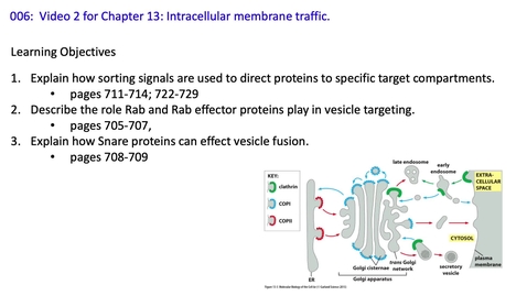 Thumbnail for 007 Video 2 Membrane traffic take 2