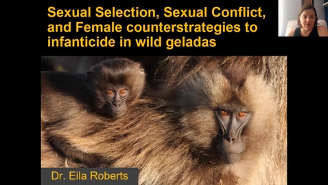 Thumbnail for entry Lecture 10_Sexual selection, sexual conflict, &amp; geladas_Week 5
