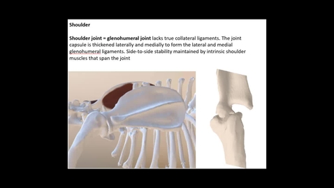 Thumbnail for entry VM 516-Bones and joints of the forelimb Video Presentation