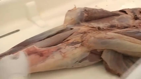 Thumbnail for entry VM 516-Equine intrinsic forelimb_muscles_proximal and antebrachial -Dissection video (horse)