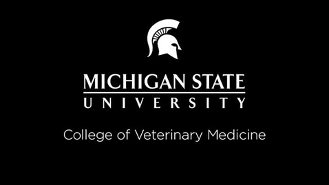 Thumbnail for entry VM 525-Sublingual caruncle (bovine); equine oral cavity