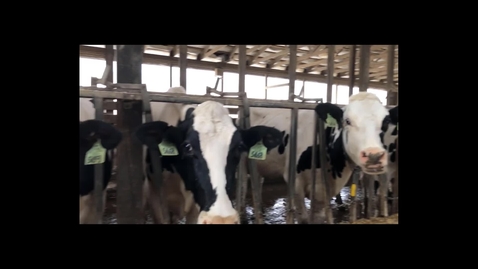 Thumbnail for Working Safely with Dairy Cattle