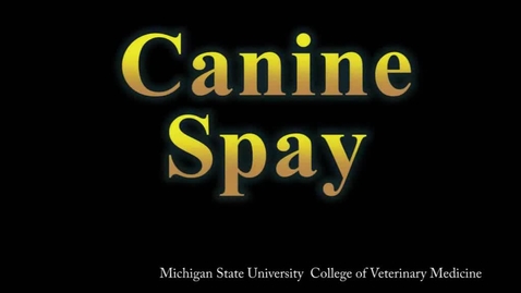 Thumbnail for entry SCS 625-Canine Spay-Ovariohysterectomy