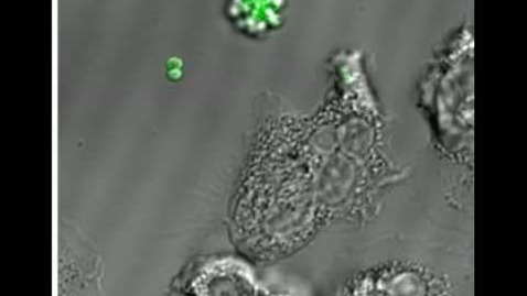 Thumbnail for entry VM 523-Phagocytosis of MRSA by a human neutrophil (no audio)