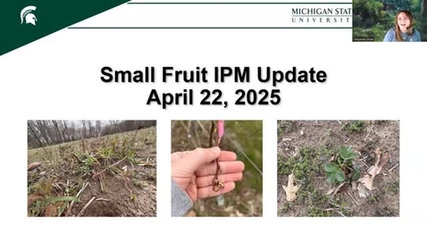 Thumbnail for April 22, 2025 MSUE Small Fruit IPM Update for Southern Michigan