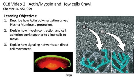 Thumbnail for 018 Video 2 How cells crawl