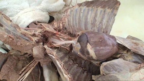 Thumbnail for entry VM 518-Brachiocephalic trunk of the dog in situ
