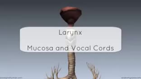 Thumbnail for entry Layrngeal Mucosa and the Vocal Folds