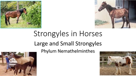 Thumbnail for entry VM 530-Strongyles in Horses-Large &amp; Small Strongyles-Phylum Nemathelminthes-Mansfield