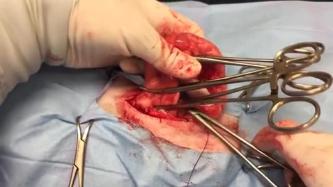 Thumbnail for entry SCS 625-Ovarian Ligation