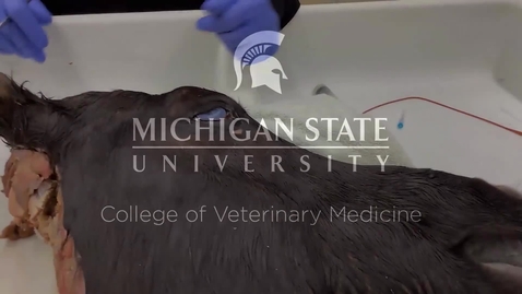 Thumbnail for entry VM 517-Demonstration of the auriculopalpebral and supraorbital nerve blocks in horse (cadaver) 