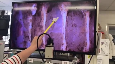 Thumbnail for Clip of Crayfish resting potential demonstration Part 2 original