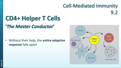 Thumbnail for entry MMG531 (09.2) - Cell-Mediated Immunity - CD4+ Helper T Cells
