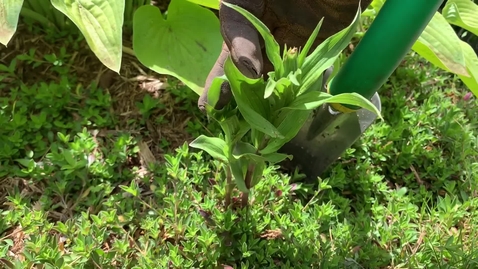 Thumbnail for Epipactis helleborine physical removal by Rebecca Finneran