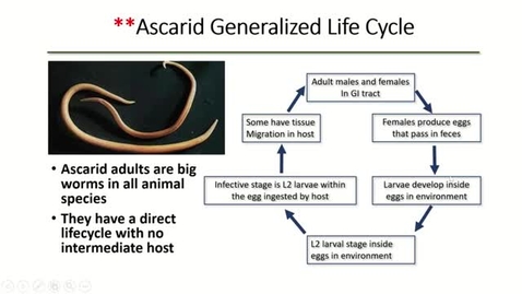 Thumbnail for entry VM 530 Parasitology Ascarid Nematodes of Domestic Animals