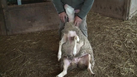 Thumbnail for entry Sheep Handling