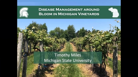 Thumbnail for entry Disease management around bloom in Michigan vineyards
