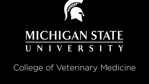 Thumbnail for entry VM 528-Blood supply to the male dog reproductive tract (Dissection video)