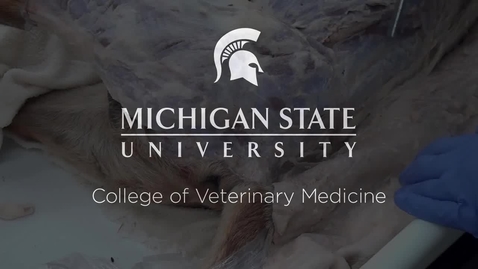Thumbnail for entry VM 525-Perineal muscles and anal structures of the dog (dissection video)