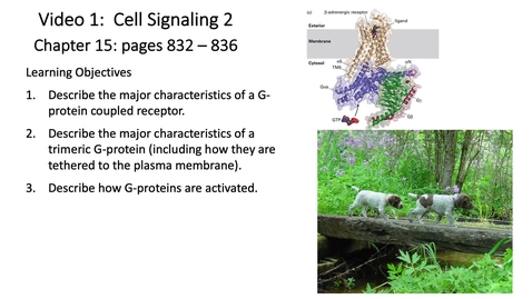 Thumbnail for 012 Video 1 G-protein Coupled Receptors