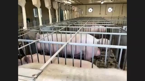 Thumbnail for entry MSU Swine Farm Tour