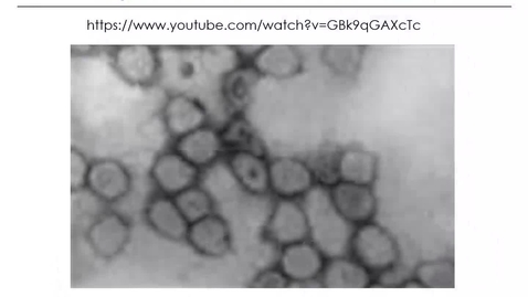 Thumbnail for entry VM 535-Equine Viral Arteritis Virus