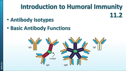 Thumbnail for entry MMG531 (11.2) - Intro to Humoral Immunity -  Antibody Isotypes and Functions