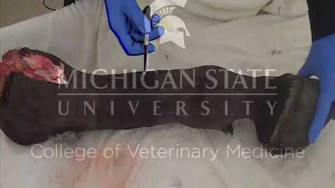 Thumbnail for entry VM 516-Synovial joint capsule and tendon sheaths of the fetlock (dissection video)