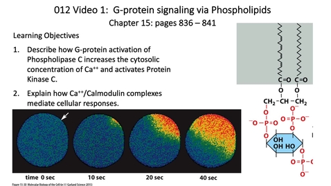 Thumbnail for 012 Video 1 G-Protein signaling via phospholipids