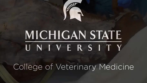 Thumbnail for entry VM 518-Horse jugular vein and carotid (Dissection video)