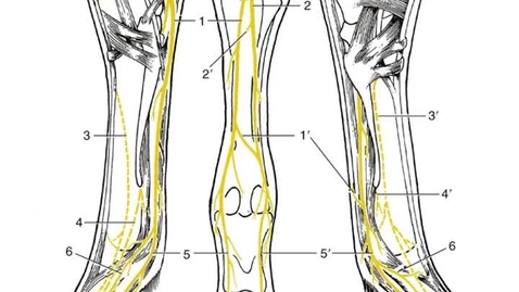 Thumbnail for entry VM 516-Equine distal hind limb nerves Video presentation