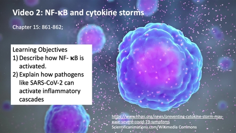 Thumbnail for entry 015 Video 2 NF-kB and cytokine storms