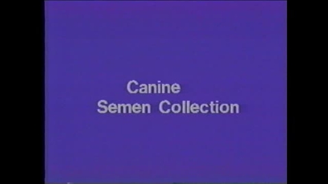 Thumbnail for entry Canine Semen Collection
