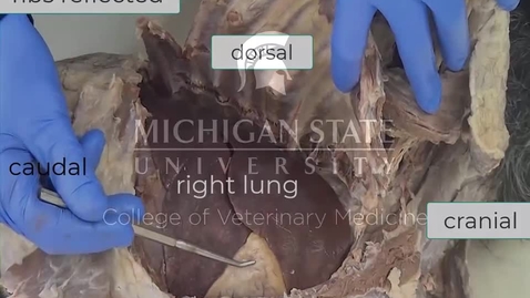 Thumbnail for entry VM 520-Parietal and visceral pleura Dissection video