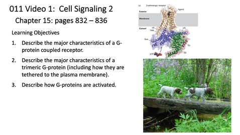 Thumbnail for 011 Video 1 G-protein Coupled Receptors