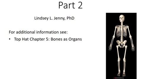 Thumbnail for entry Skeletal System Part 2