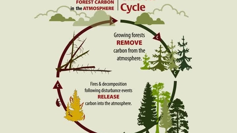 Thumbnail for entry Carbon Cycle: The Closed Loop of Forest Carbon in the Atmosphere