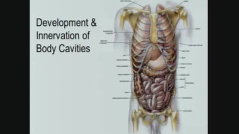 Thumbnail for Development and Innervation of Body Cavities