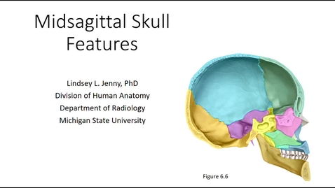 Thumbnail for entry Midsagittal Skull Bones &amp; Features