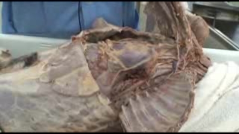 Thumbnail for entry VM 518-Thoracic nerves and vessels (1) Dissection video (dog)