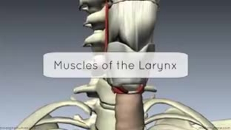 Thumbnail for entry 3D muscles of the larynx, part 1