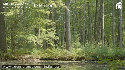 Thumbnail for Guided Forest Meditation | Michigan State of Mindfulness