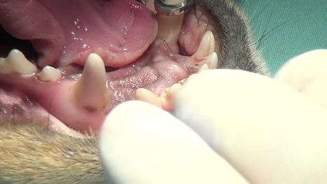 Thumbnail for entry Maxillary incisor extraction